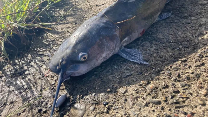 釣り上げたアメリカナマズの写真