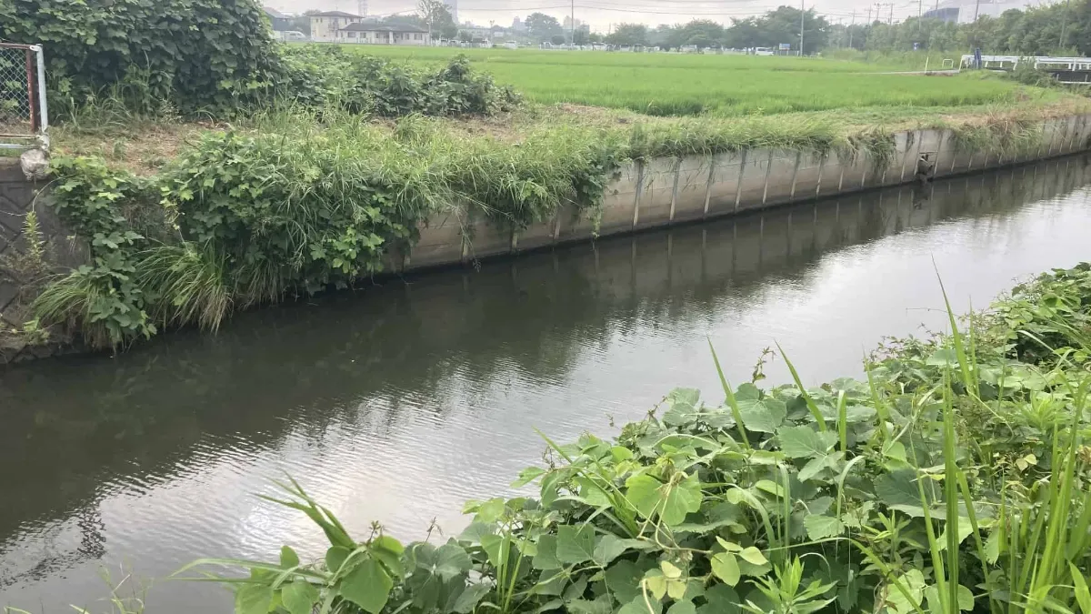 水路の垂直に切り立った護岸