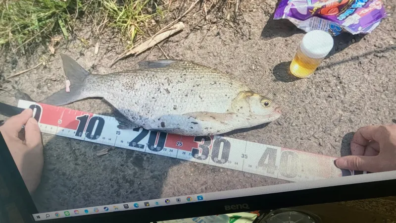 釣り上げたダントウボウの写真